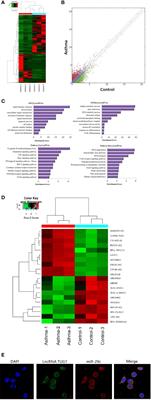 LncRNATUG1 Facilitates Th2 Cell Differentiation by Targeting the miR-29c/B7-H3 Axis on Macrophages